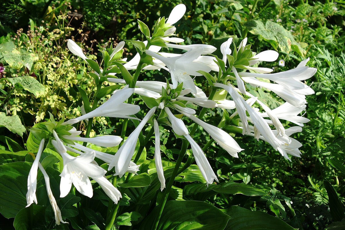 Хоста - Рита Симонова