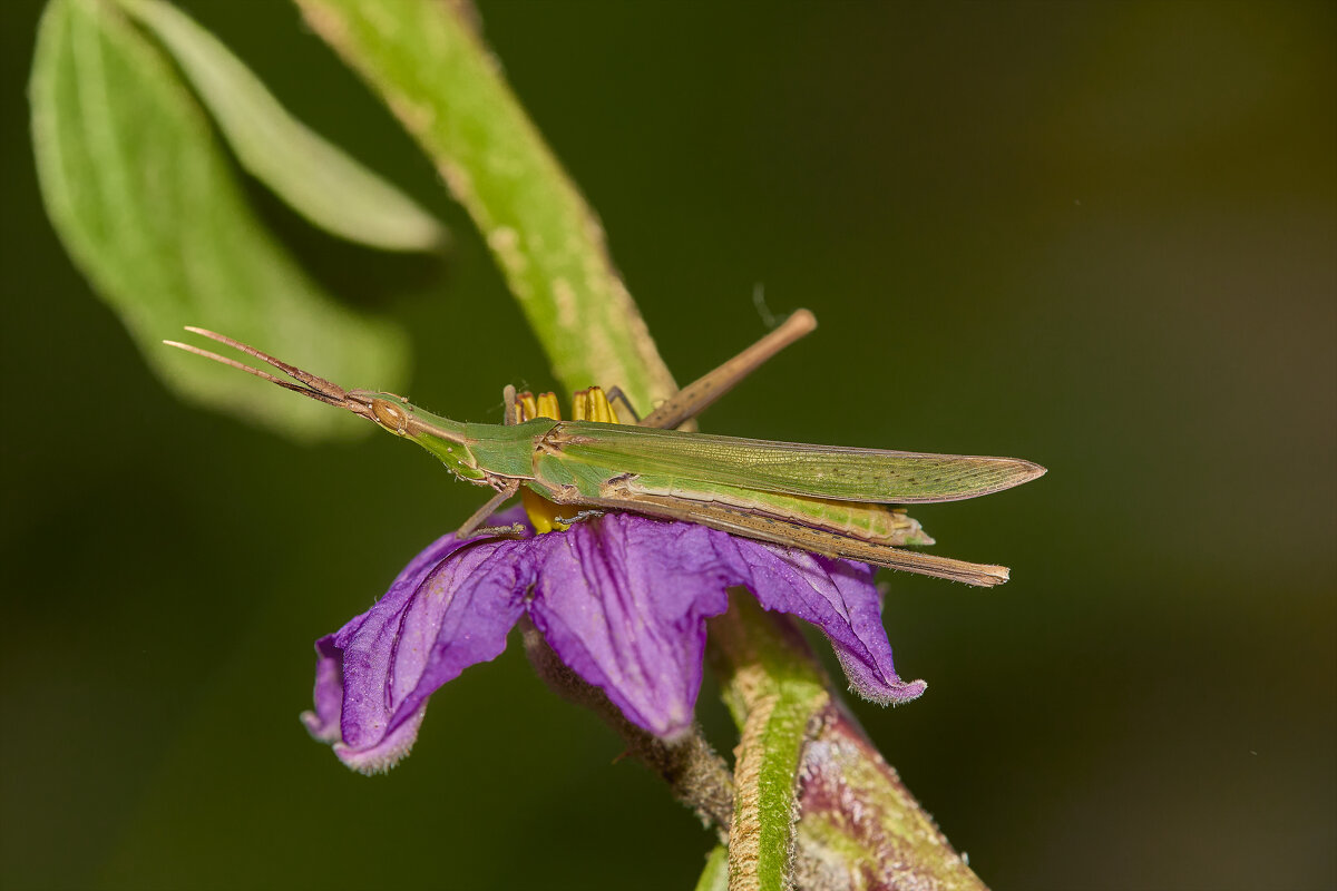Акрида... - Александр Посошенко Акрида... - Александр Посошенко