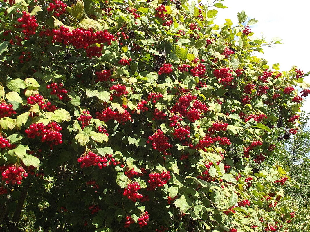 Калины урожай - Freddy 97