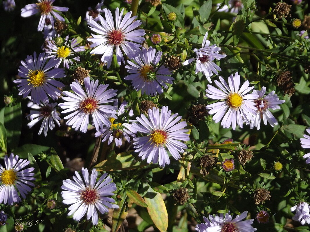 Сентябринки - Freddy 97