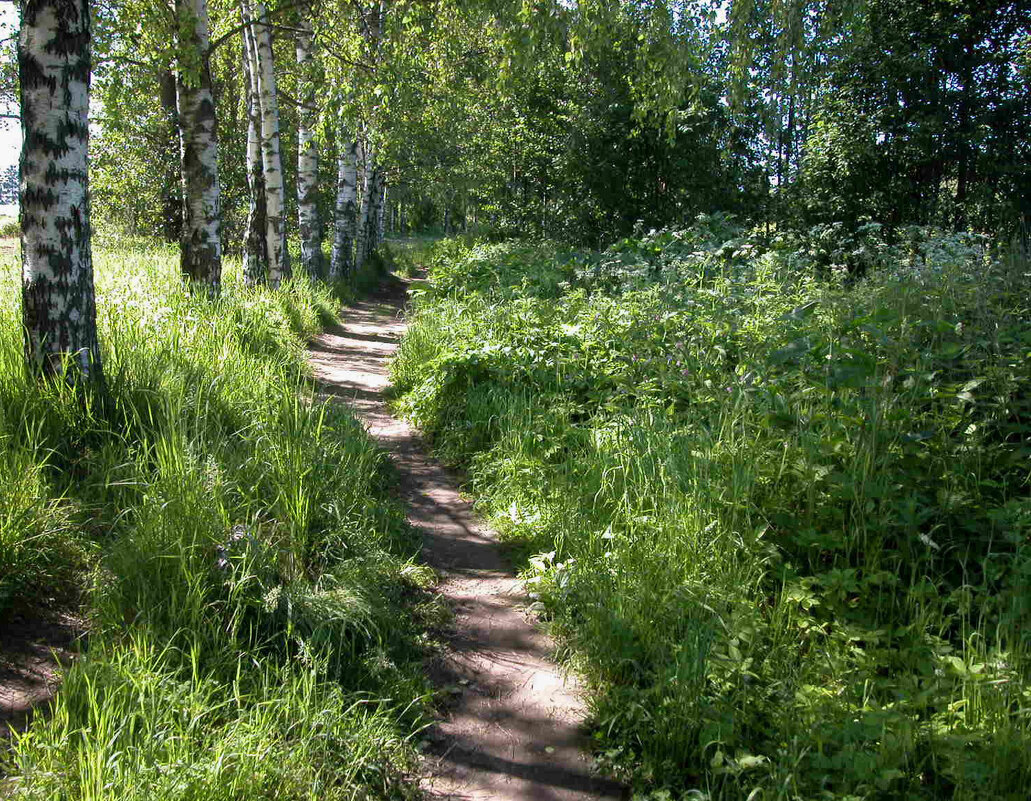 Тропа в березовой аллее - Наталья Лунева 