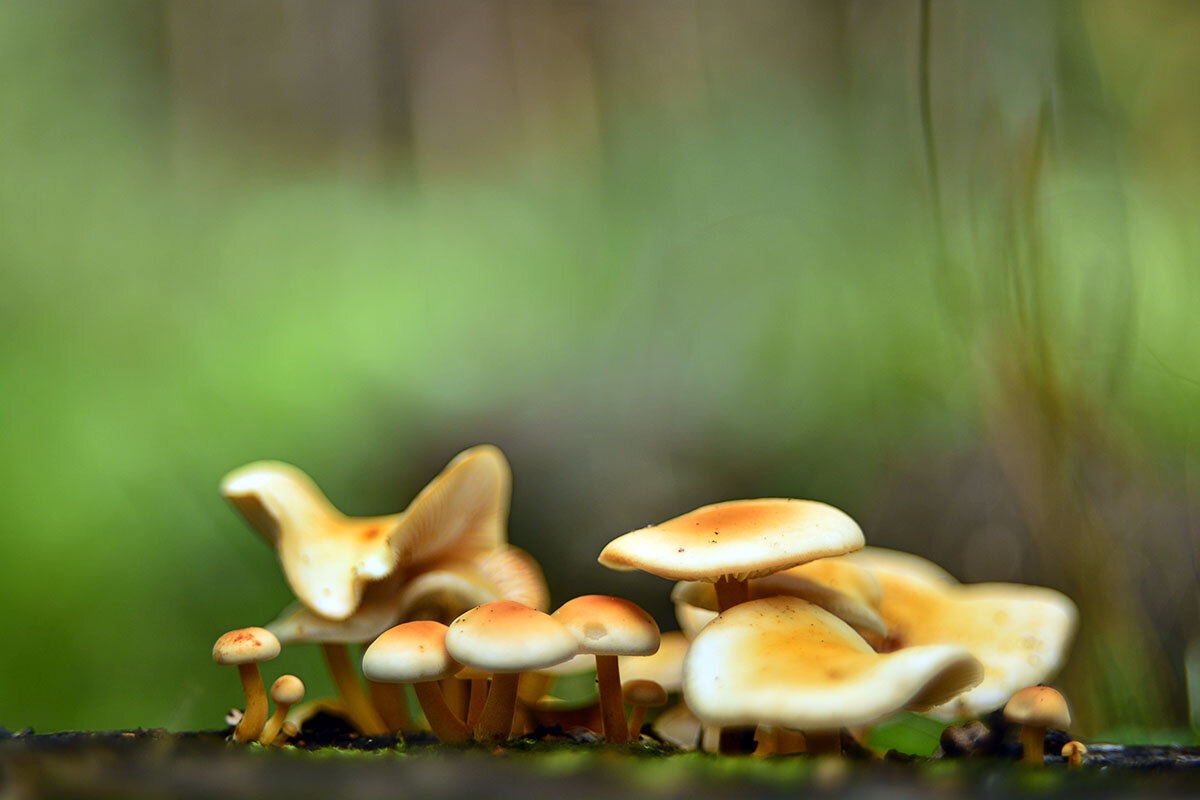 Грибной  ряд - Геннадий Супрун