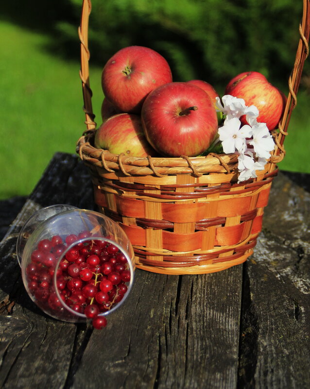 Яблочки в сентябре  ... - Татьян@ Ивановна