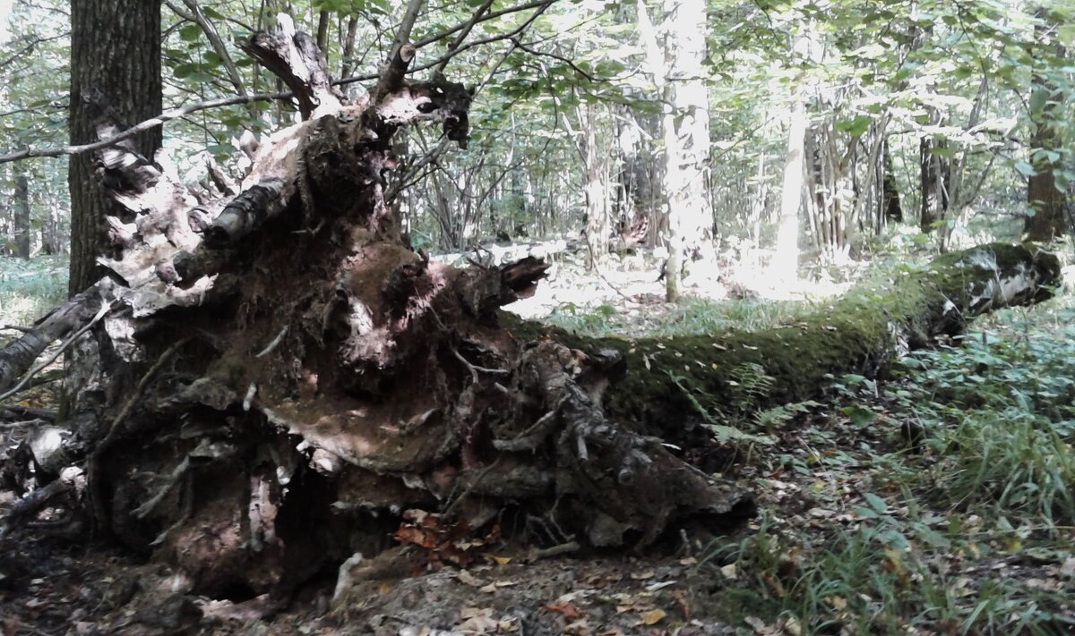Ещё один,- минус. - Василий Палий Ещё один,- минус. - Василий Палий