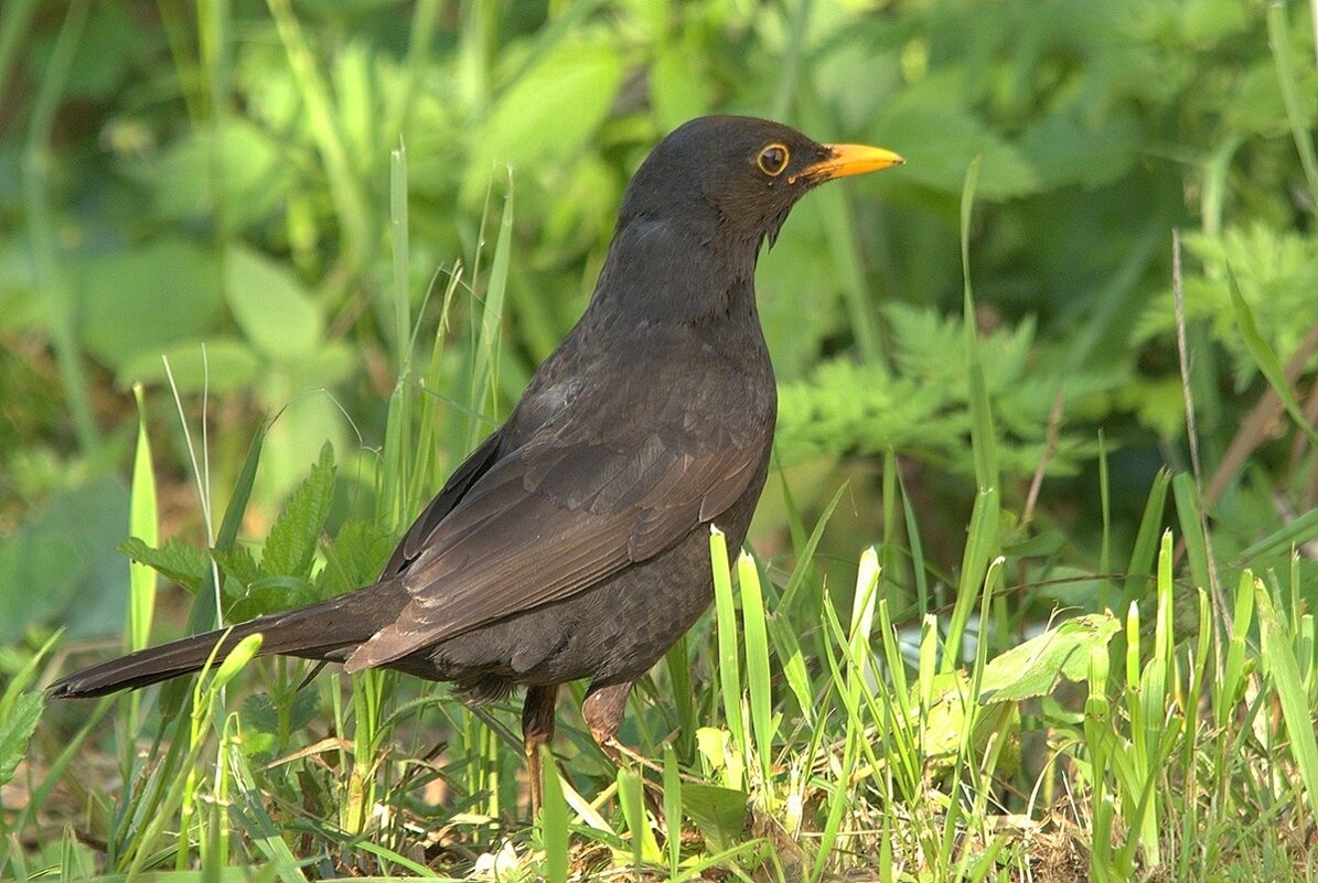 ... - Вячеслав Минаев ... - Вячеслав Минаев