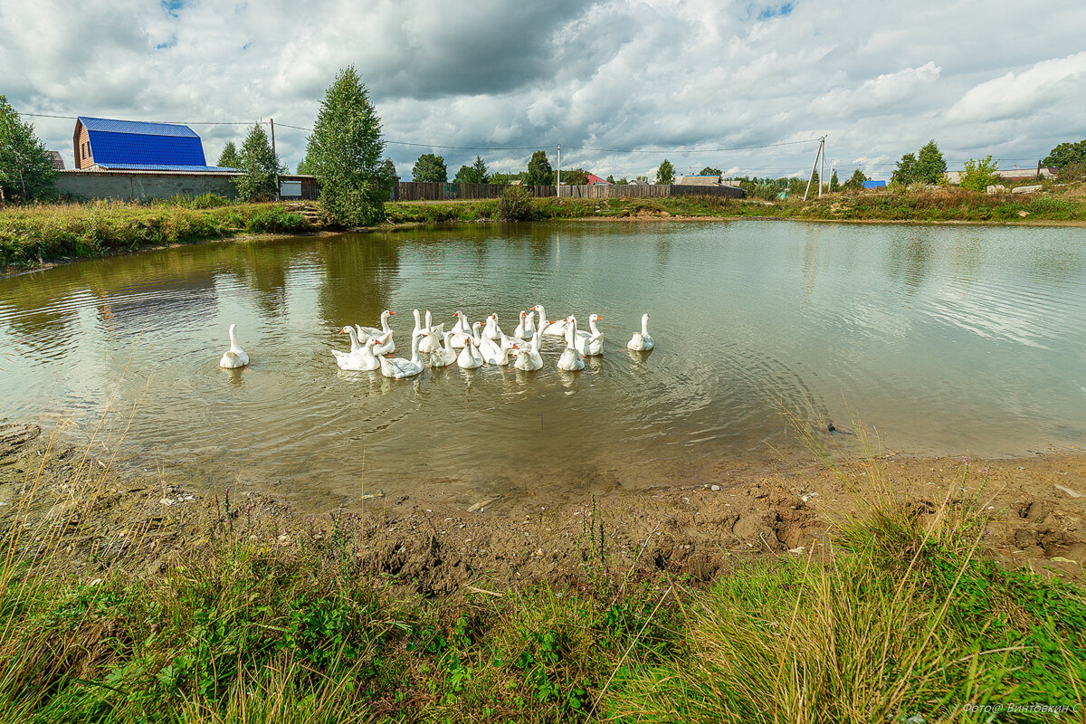 Гуси-Лебеди на пруду - Сергей Винтовкин Гуси-Лебеди на пруду - Сергей Винтовкин