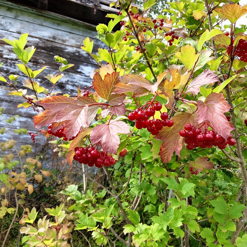 КАЛИНА КРАСНАЯ - Владимир 