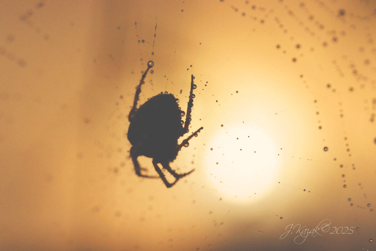 *** - Елена Kазак (selena1965)