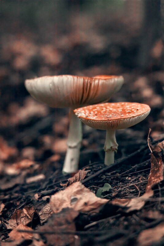 чуть о грибах - Michel 