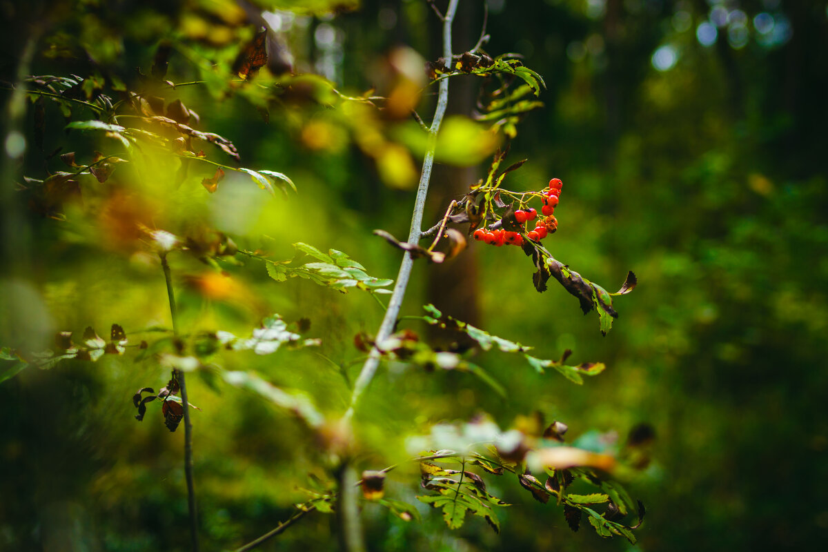 И только гроздья рябины... - Вячеслав Владимирович