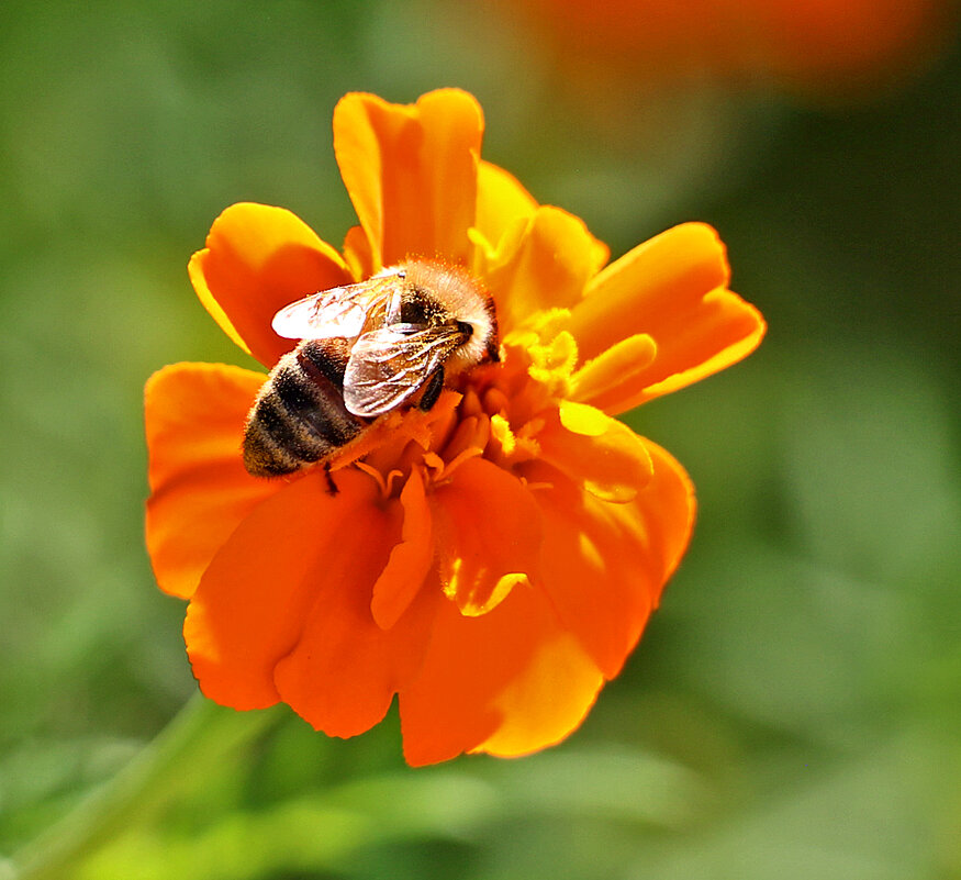 Труженица - Светлана 