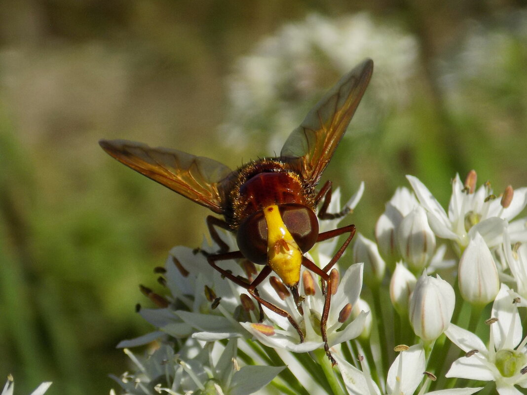 Муха Volucella zonaria - Константин Штарк