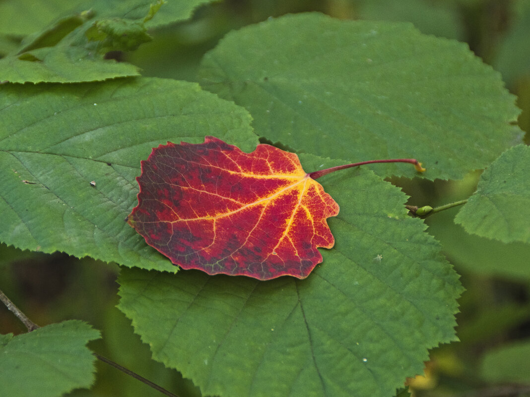 Красное на зелёном. - Сергей Фомичев