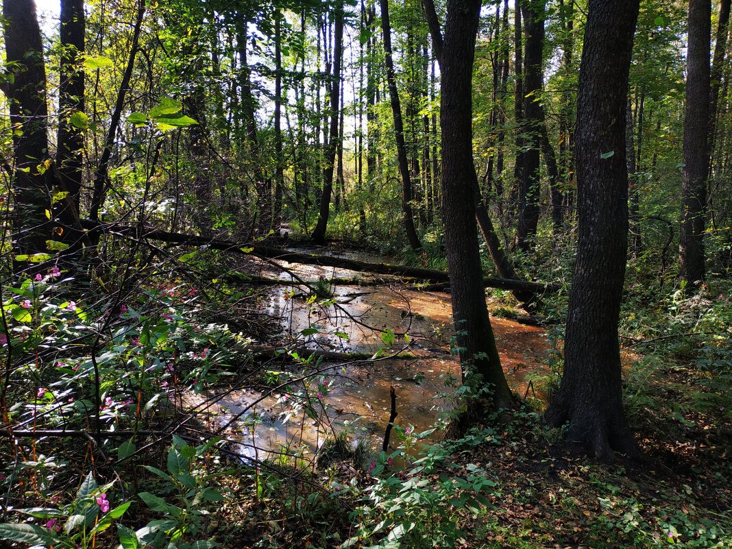 Бабье лето в Измайловском парке - Андрей Лукьянов