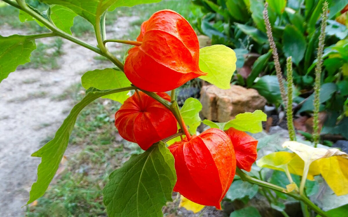 Физалис на городской клумбе. - Милешкин Владимир Алексеевич 