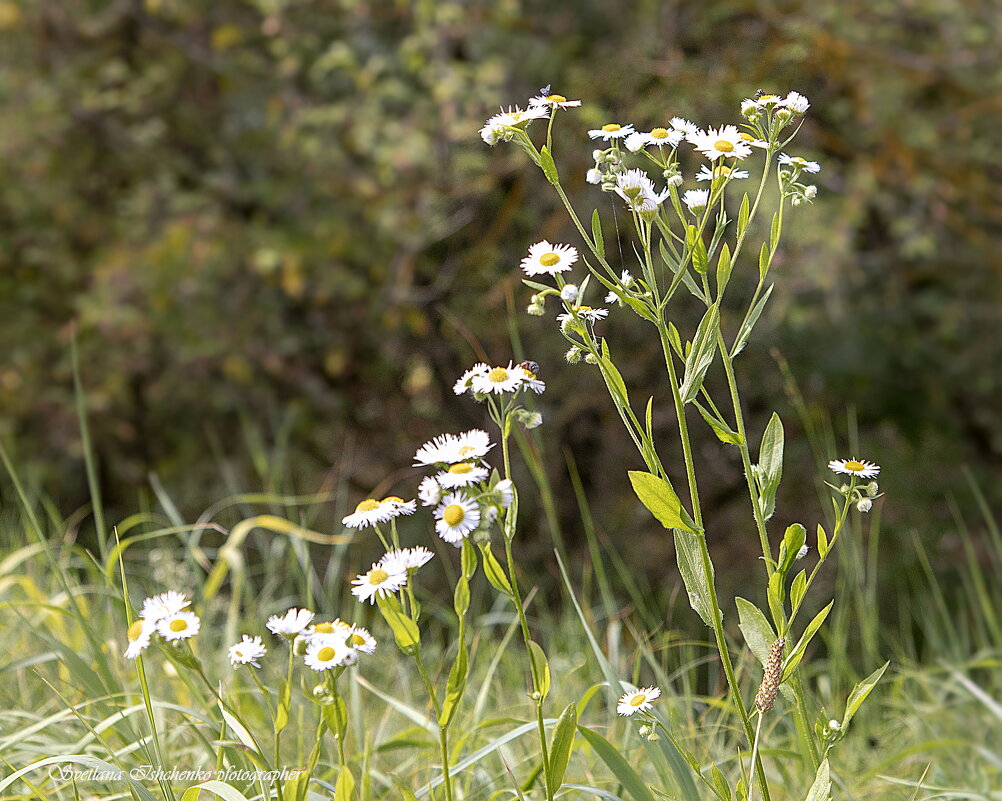 Мелколепестник или эригерон - Светлана Ищенко Мелколепестник или эригерон - Светлана Ищенко