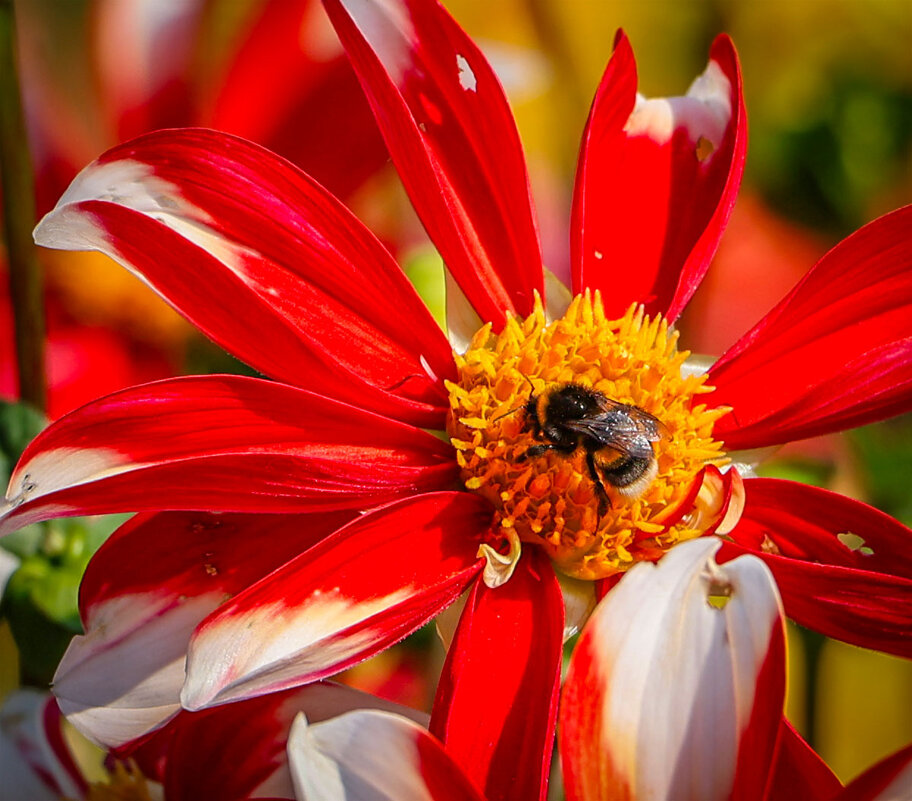 Сбор нектара - Анатолий Шумилин