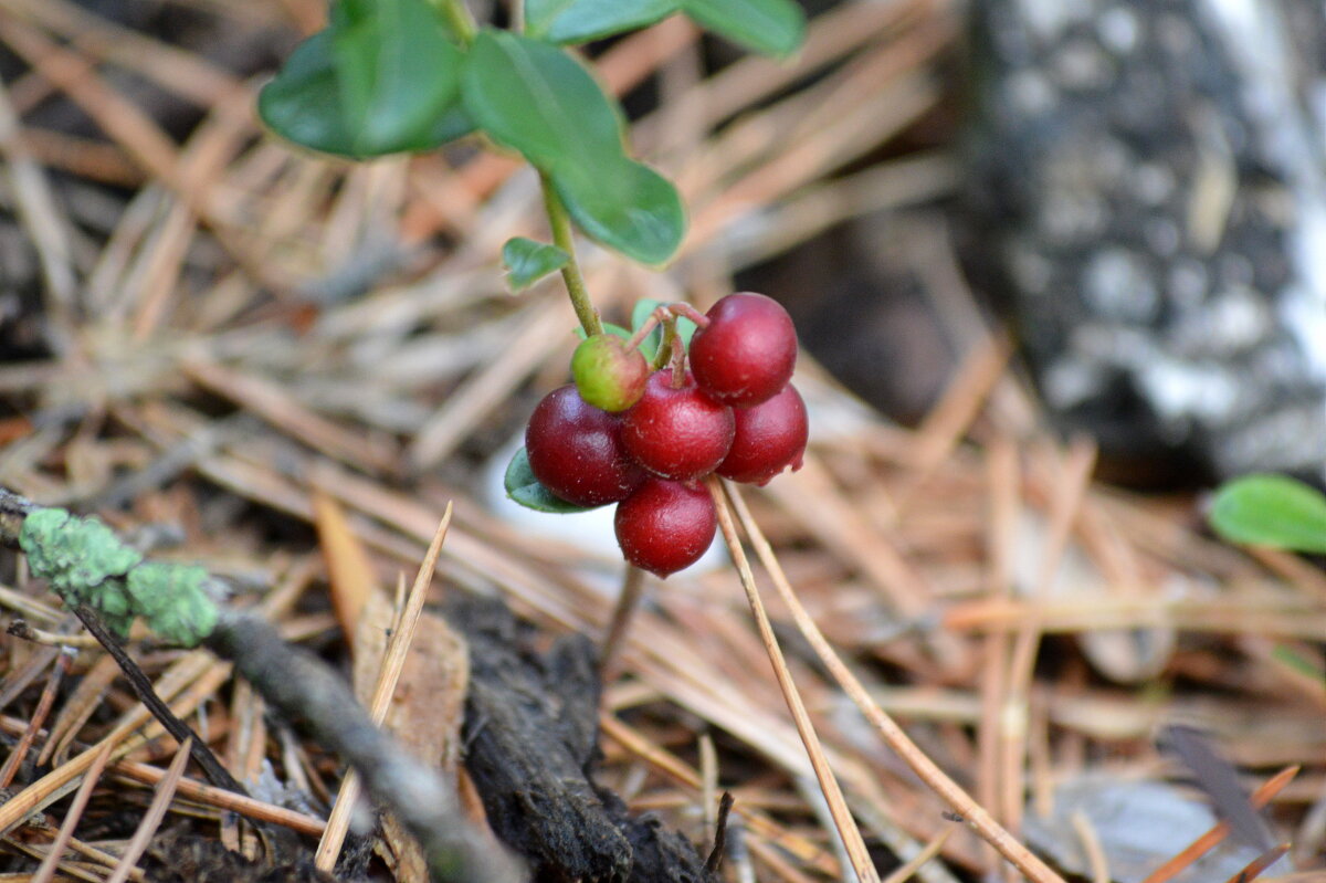 Брусничка - Татьяна Лютаева