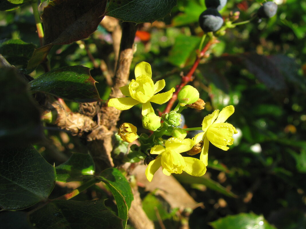 Магония повторно зацветает - Людмила Смородинская