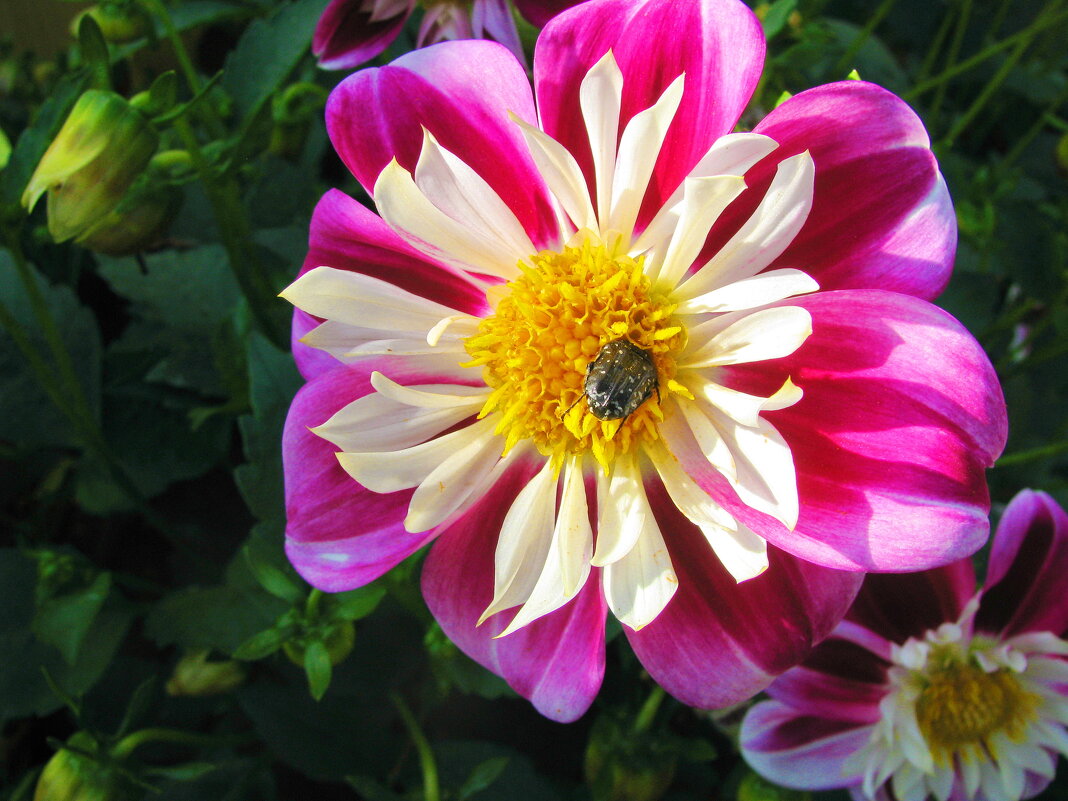 С букашкой - Людмила Смородинская