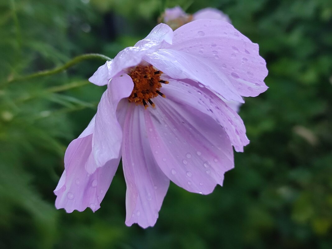 В росе - Валентина Богатко 