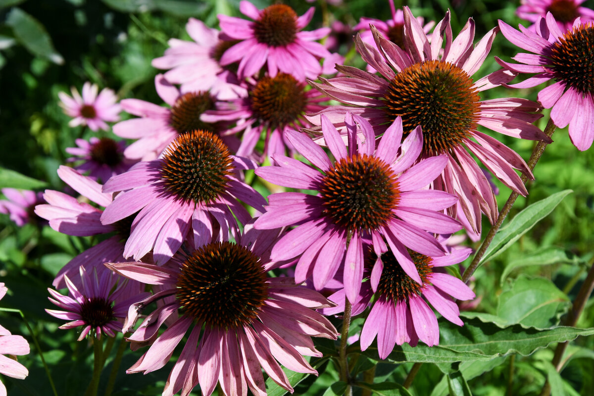 Москва. Август в Аптекарском огороде. - Наташа ***** Москва. Август в Аптекарском огороде. - Наташа *****