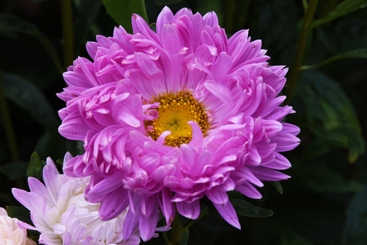 Москва. Август в Аптекарском огороде. - Наташа *****