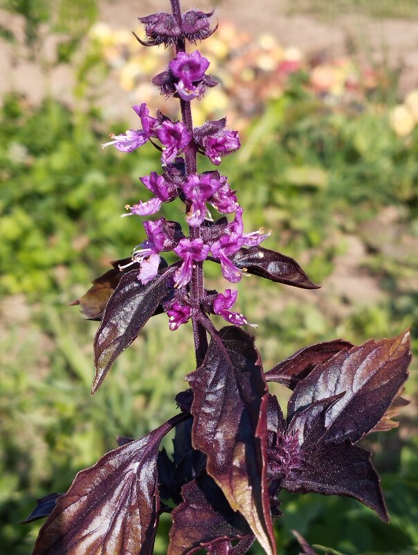 Цветет базилик - Сергей Лындин