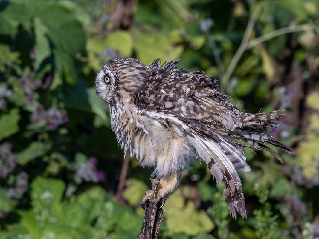 сова болотная. - юрий макаров