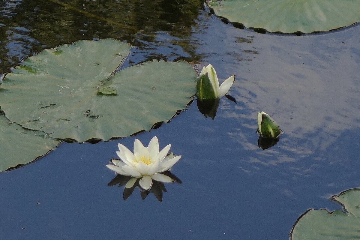 Кувшинка - Рита Симонова