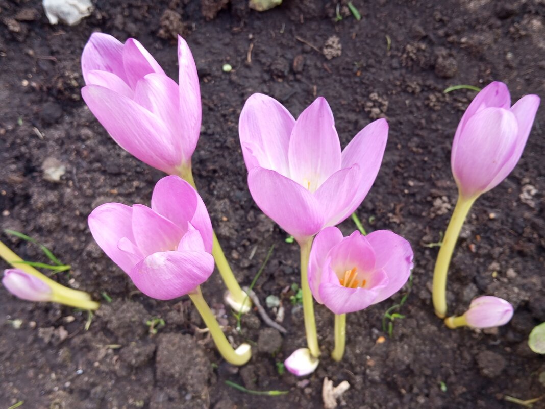 Осенние цветы - Елена Семигина