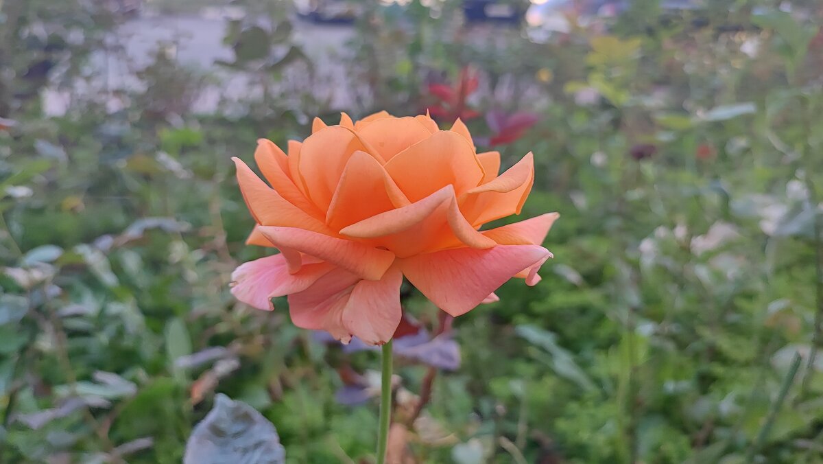 ,,, - Сергей Тимоновский