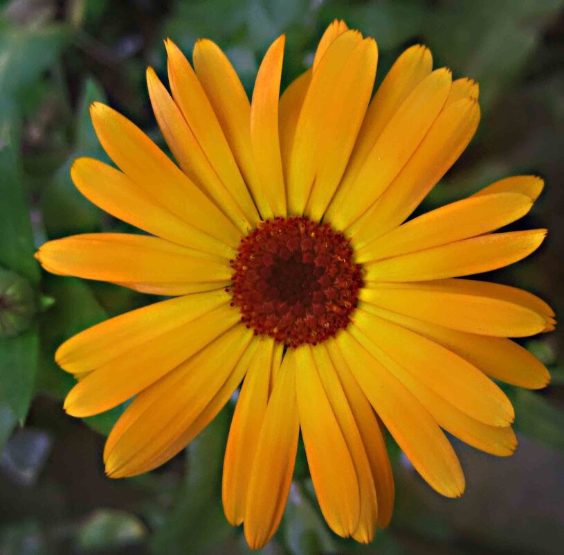 **** - Елена Семигина