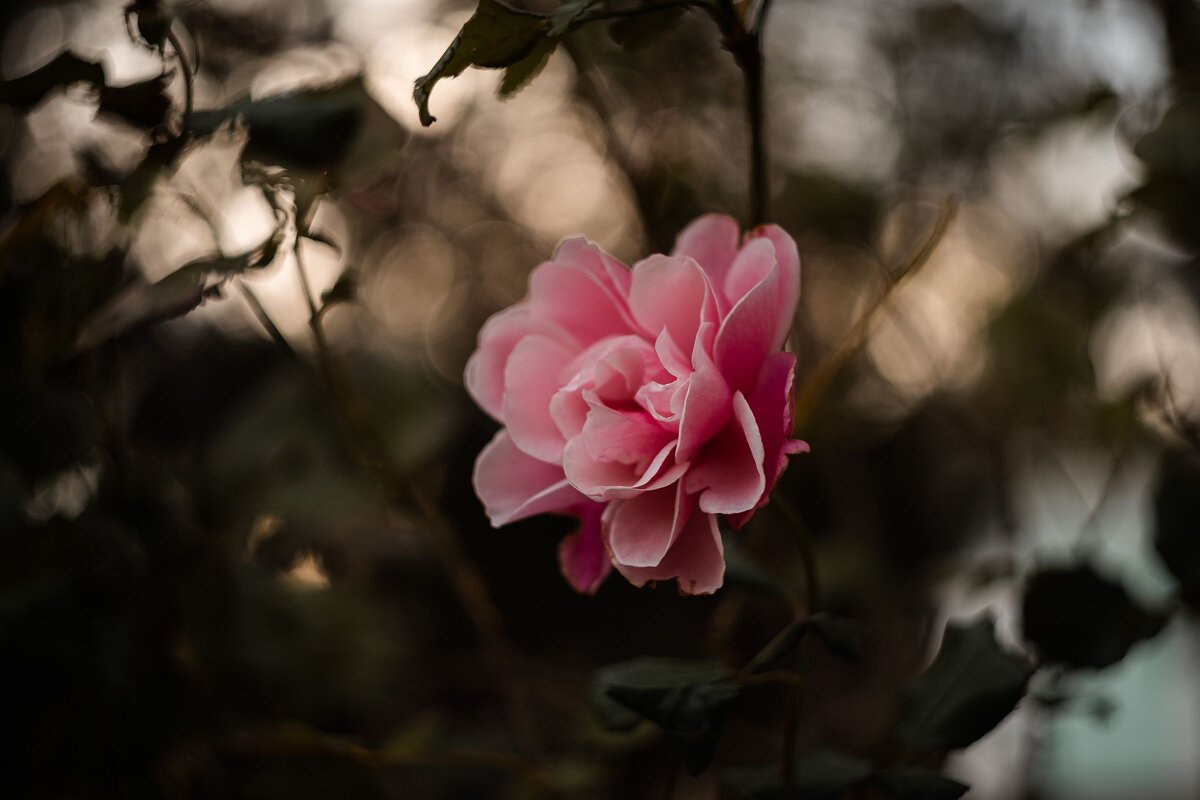 В обители осенних роз. - Анатолий Щербак