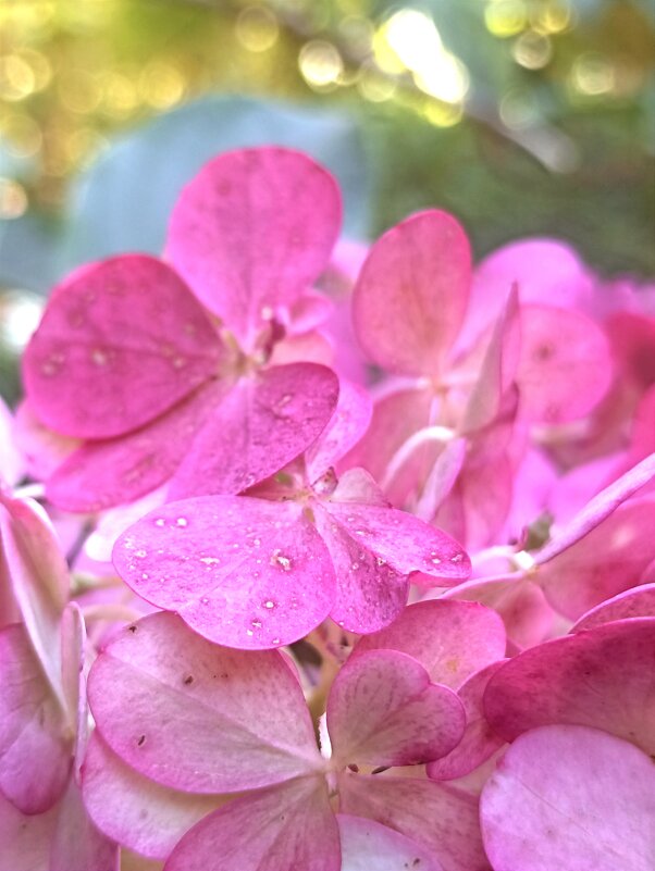 Цвета осени - Pippa 