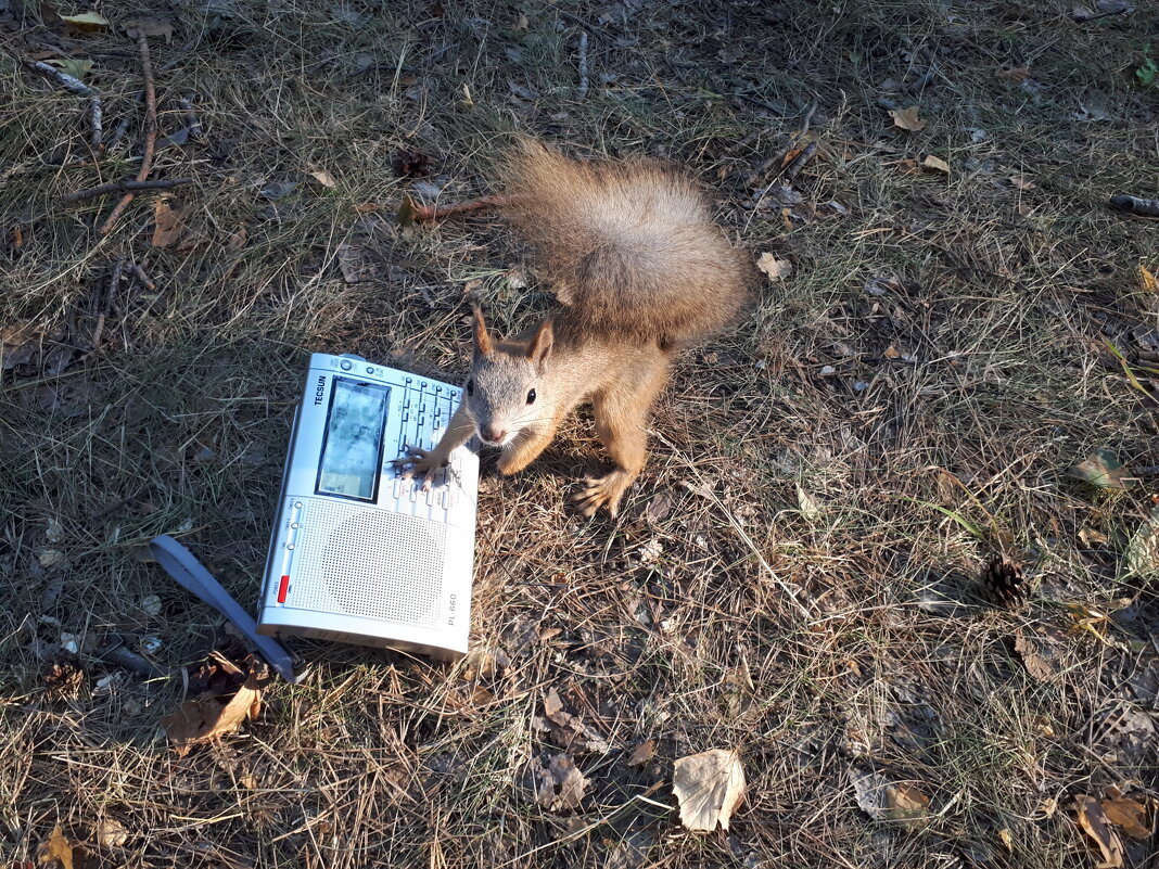 Белочка слушает радио - Дмитрий Петров