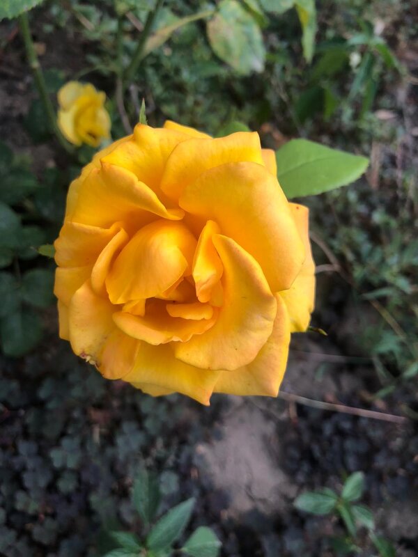 Роза - Светлана Мишенёва