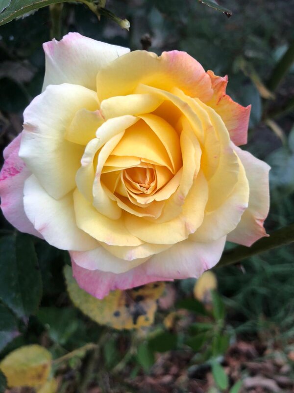 Роза - Светлана Мишенёва