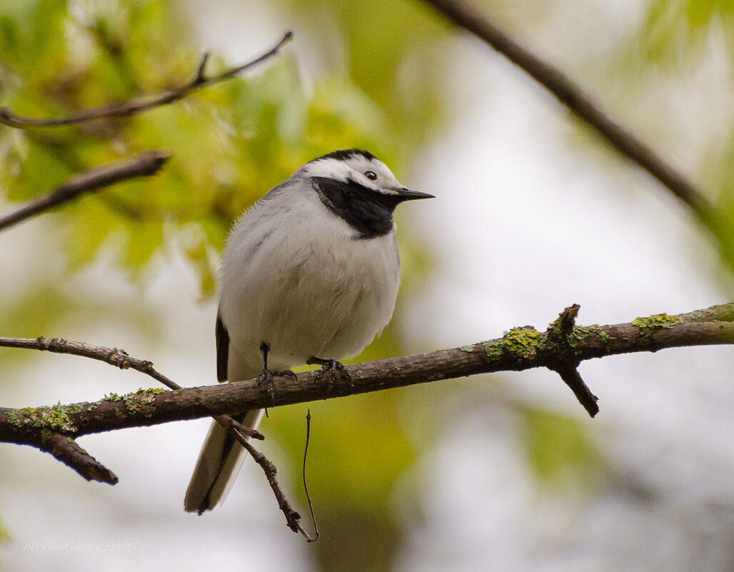 Серая трясогузка. - Андрей Андрианов