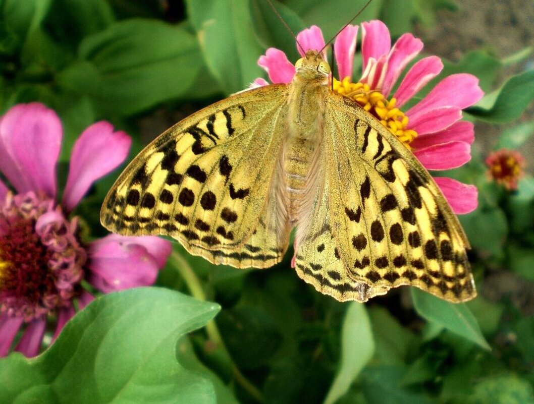 Красотка - Татьяна Пальчикова