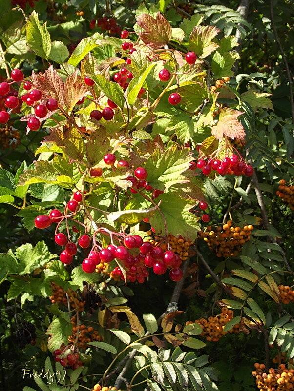 Калинка-рябинка - Freddy 97