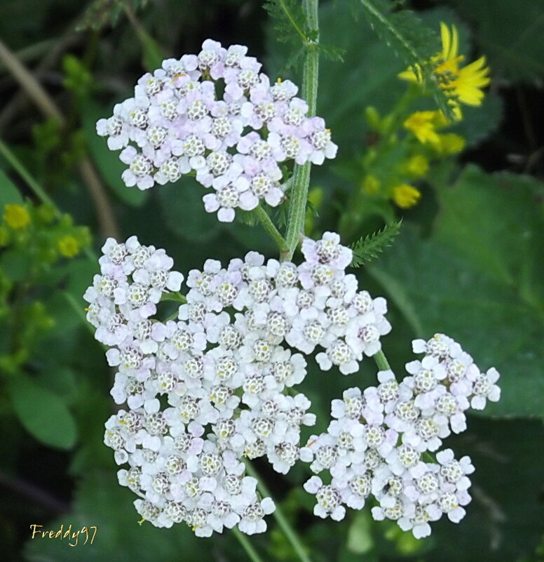 Тысячелистник - Freddy 97 Тысячелистник - Freddy 97