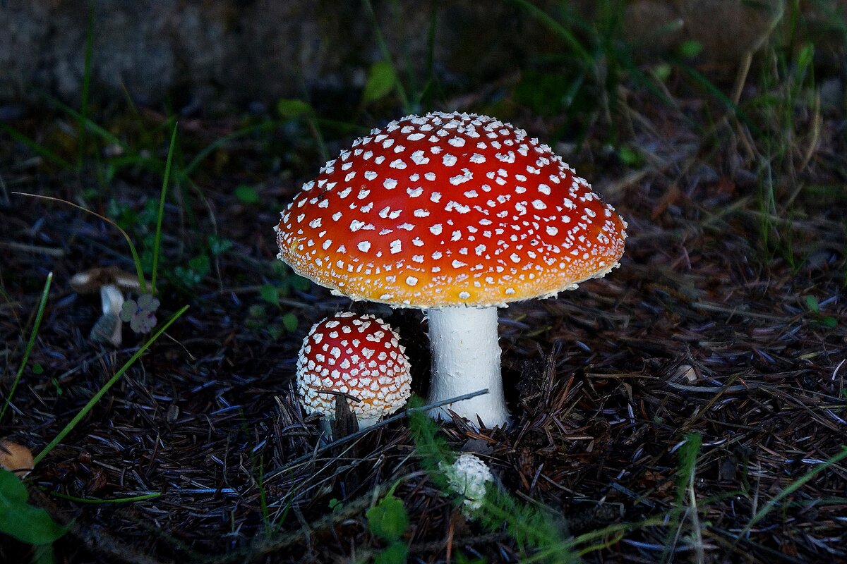 Мухоморчики - Леонид leo