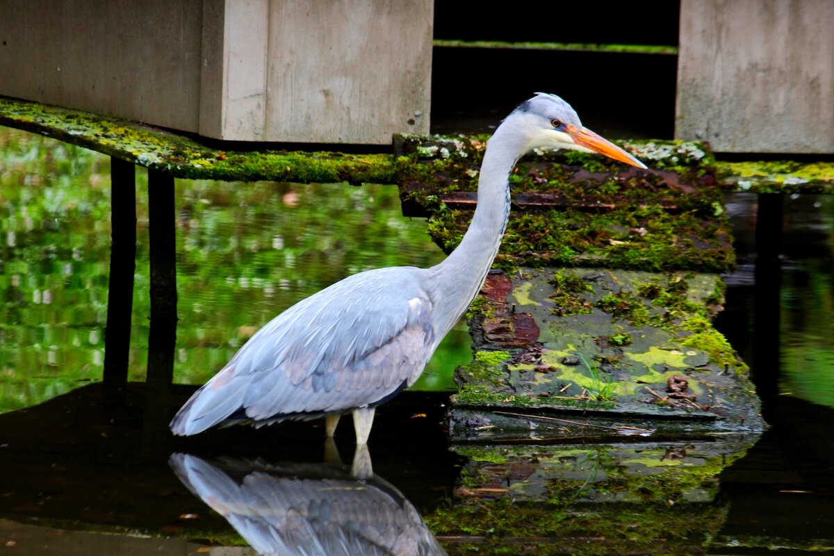 Про цаплю - Юрий. Шмаков