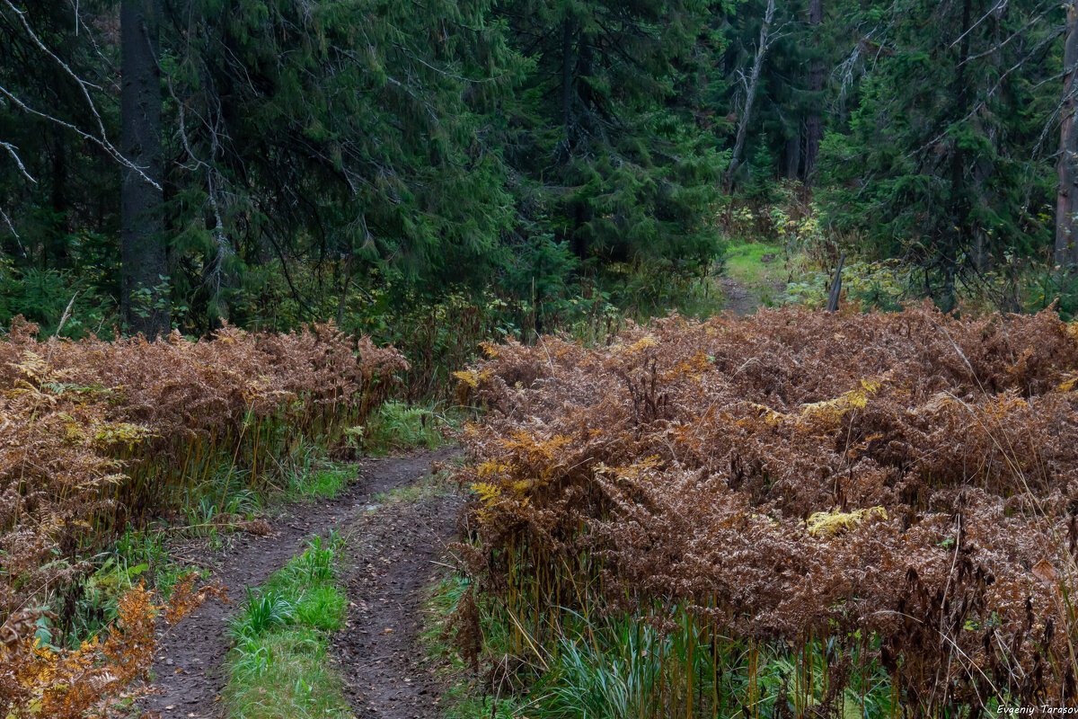 Дорога в сентябрь - Евгений Тарасов 