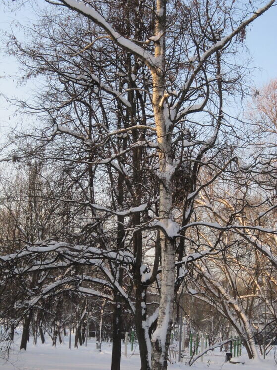 Берёза в декабре - Дмитрий Никитин Берёза в декабре - Дмитрий Никитин