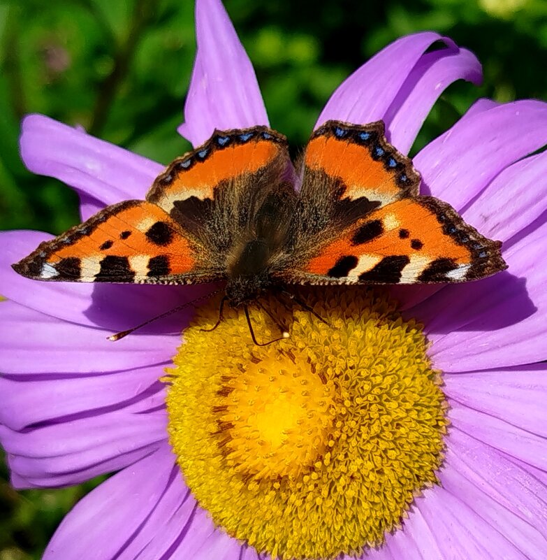 Бабочка - светлана льдокова