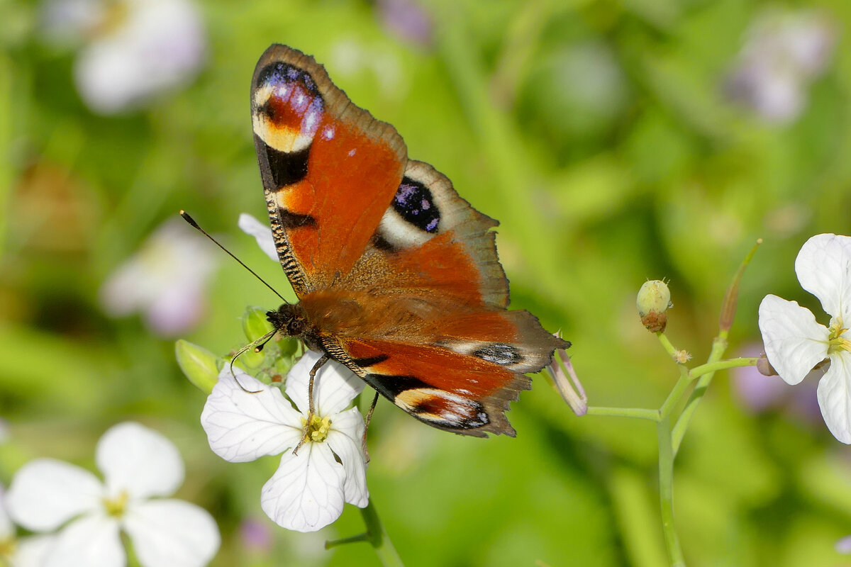 из сегодняшней съёмки 3 - Александр Прокудин