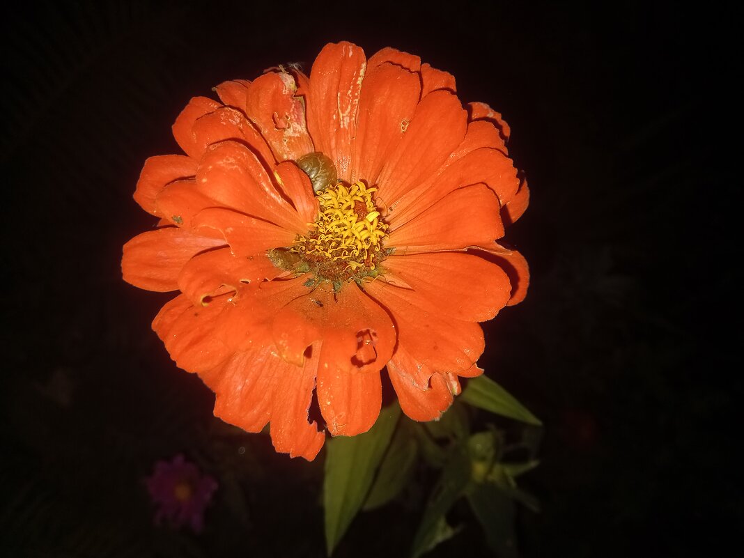 Гербера - Сапсан 