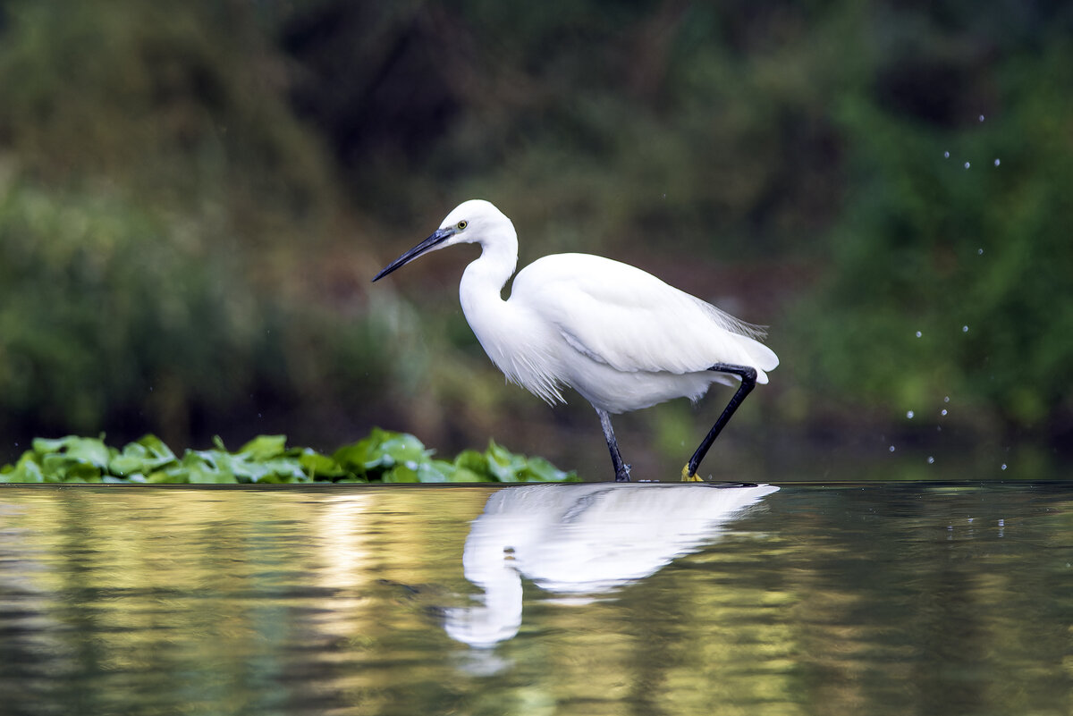 Малая белая цапля. - Alexander Amromin Малая белая цапля. - Alexander Amromin